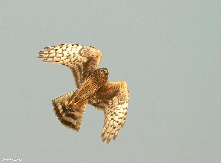   Hen Harrier Circus cyaneus ,Harod valley 08-12-10 Lior Kislev